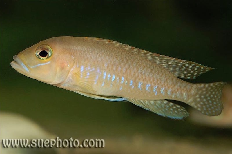 Neolamprologus sp. 'ventralis kasanga' Chituta Bay